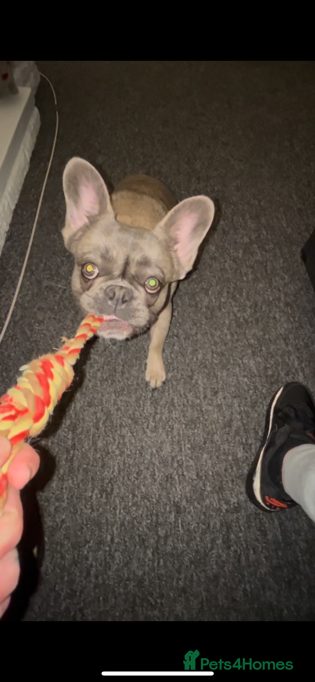 French Bulldog dogs for sale: French bulldog  - Image 8