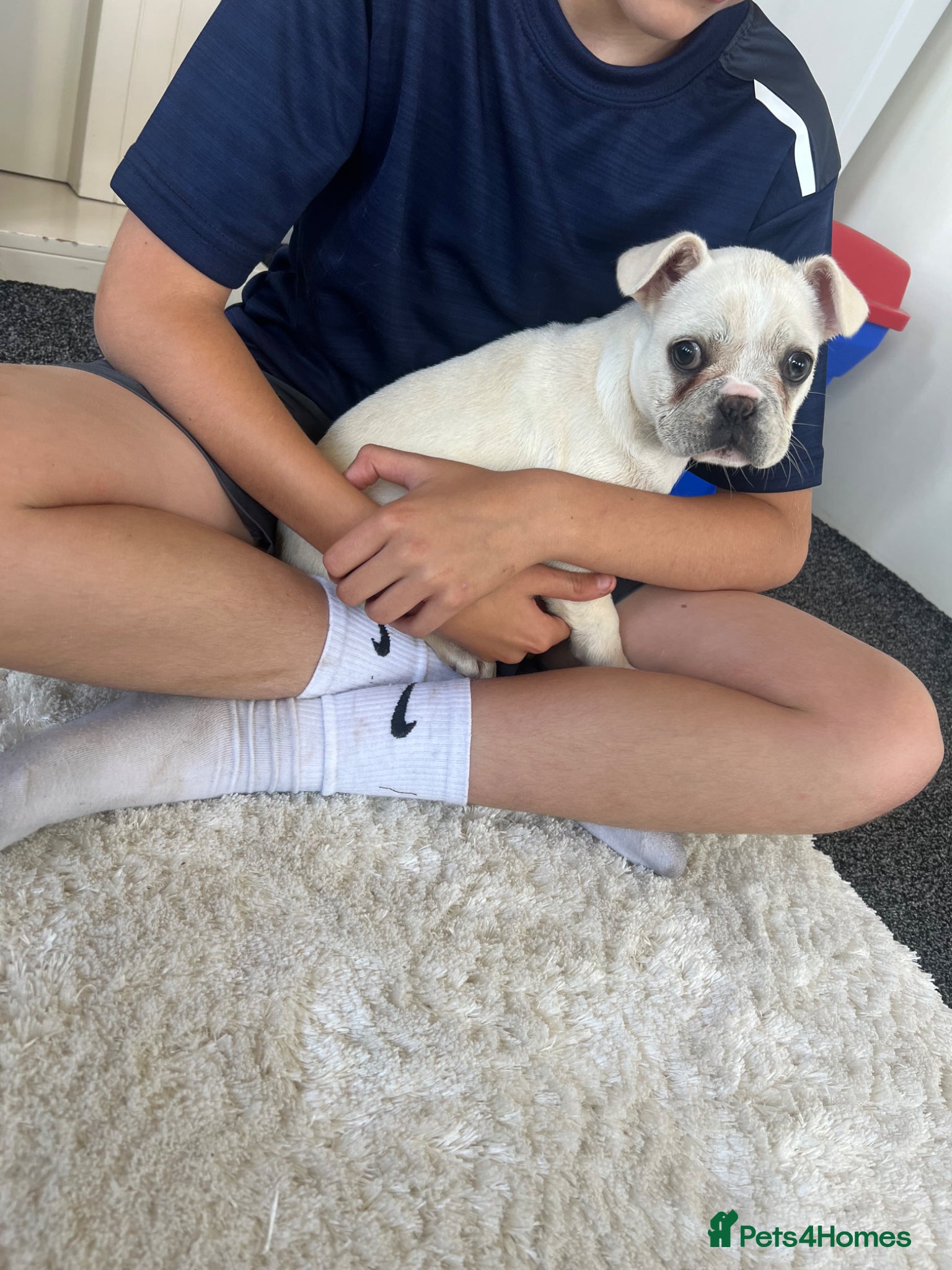 French Bulldog dogs French bulldog puppy  - Advert 1