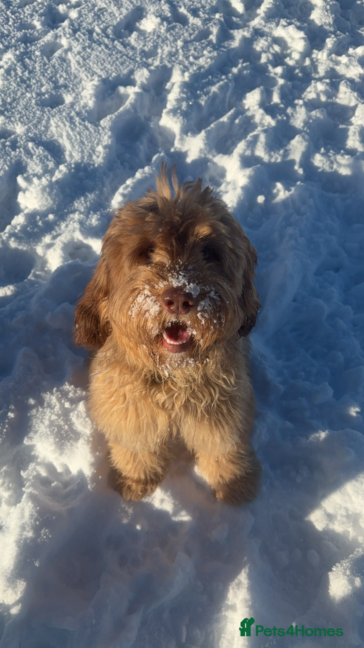 Mixed Breed dogs Australian labradoodle  - Advert 1
