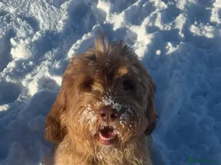 Mixed Breed dogs Australian labradoodle - Advert 1