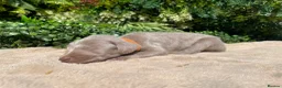 Weimaraner dogs for sale: ✨ KC Weimaraner Puppies — Champion Bloodlines ✨ - Advert 8