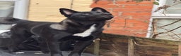 Huskita dogs for sale: Huskita male for sale 11 months old - Advert 6