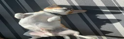 Mixed Breed dogs for sale: Buddy in Ipswich - Advert 2