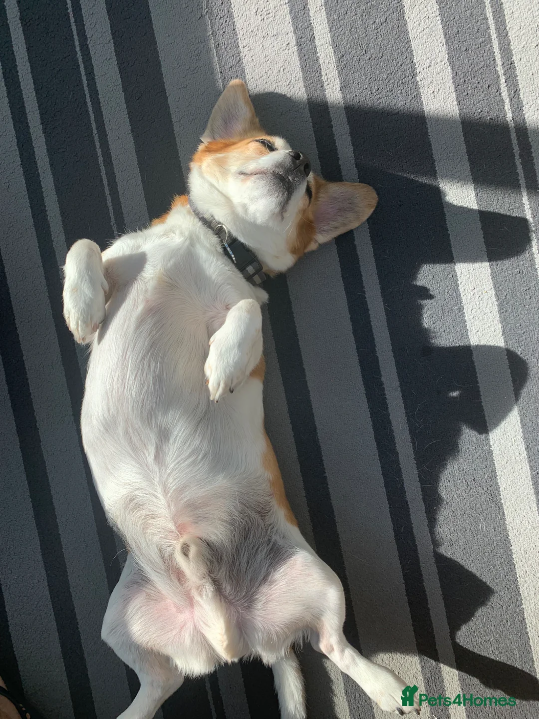 Mixed Breed dogs for sale: Buddy in Ipswich - Advert 2