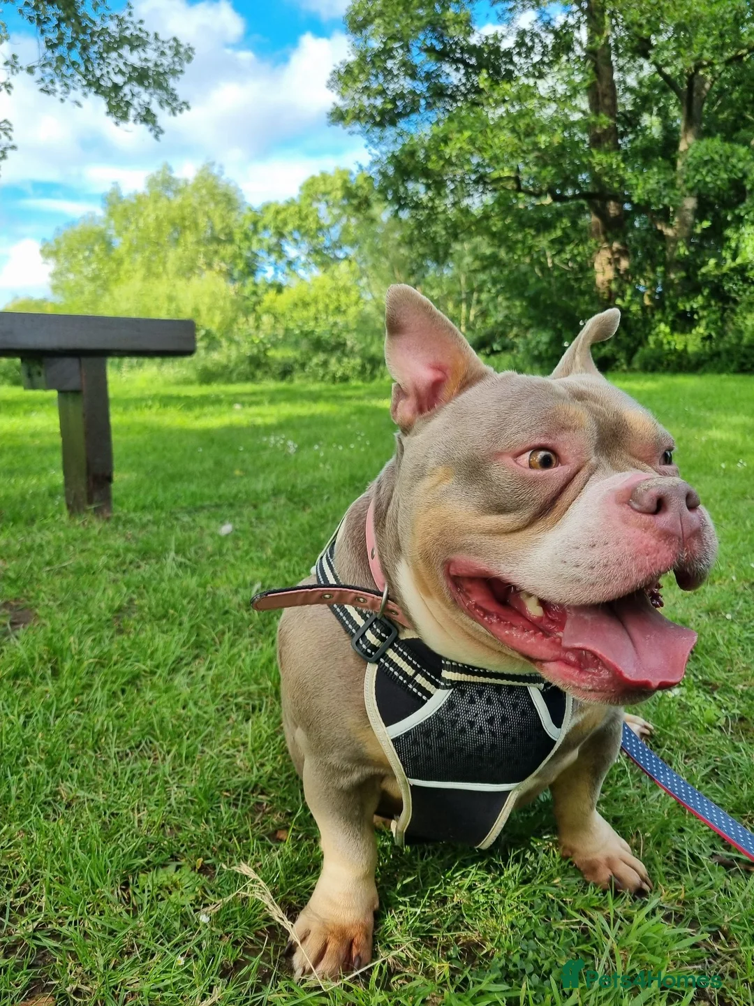American Bulldog dogs for sale: Female pocket bully - Advert 1