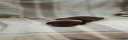 Dachshund dogs for sale: OUTSTANDING KC reg, smooth,standard dachshund  - Advert 15