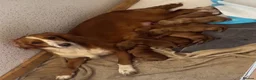 Cocker Spaniel dogs for sale: Beautiful Cocker Spaniel pups in Halifax - Advert 1