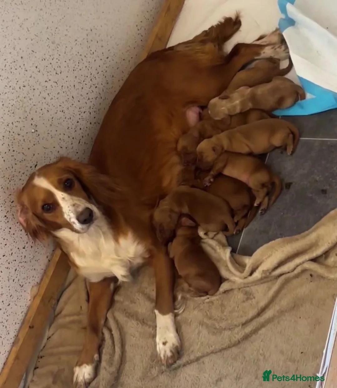 Cocker Spaniel dogs for sale: Beautiful Cocker Spaniel pups in Halifax - Advert 1