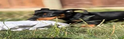 Dachshund dogs for sale: Beautiful Black and Tan dachshunds puppies  - Advert 5