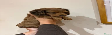 Dachshund Puppy 3
