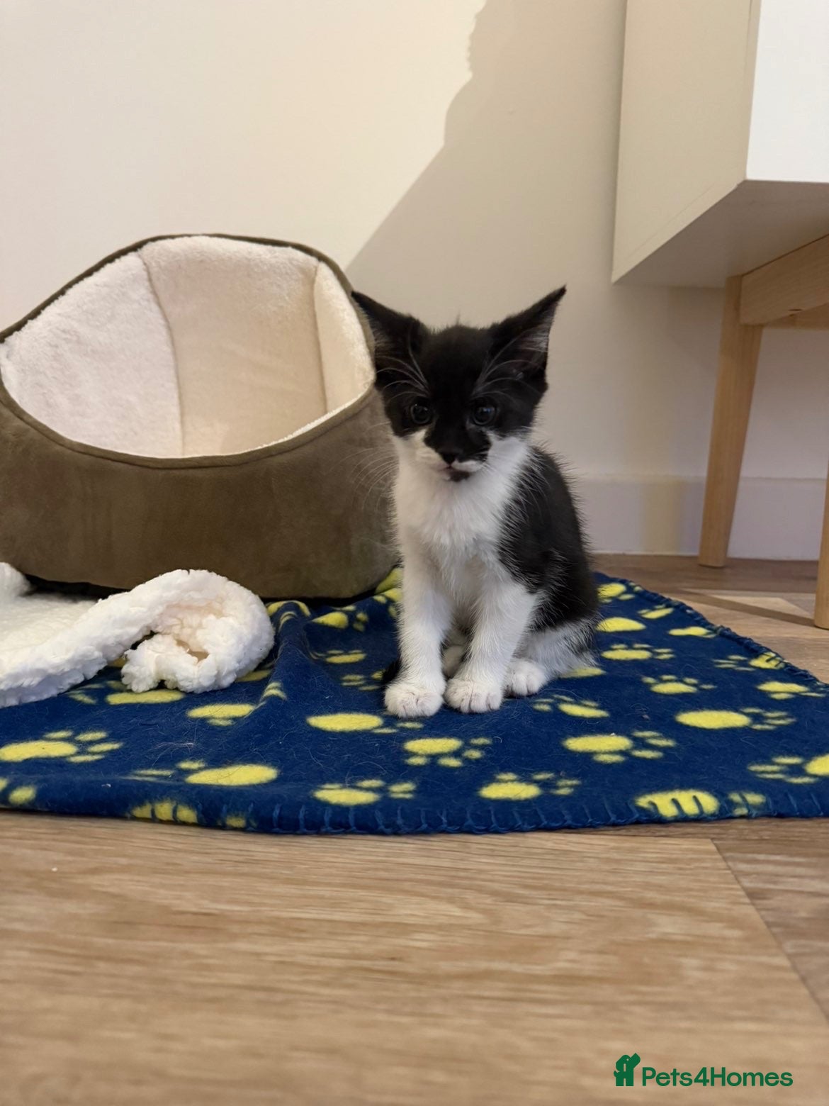 Mixed Breed cats Gorgeous mixed breed Kitten for sale - Advert 2