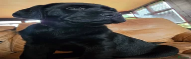 Labrador Retriever 3