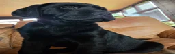 Labrador Retriever dogs for sale: Labrador puppies from a 5 Star License Breeder  - Advert 14