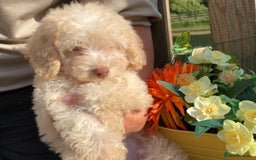 Cavapoo dogs for sale: One Cavapoo x poodle girl ready to go!!! - Image 22