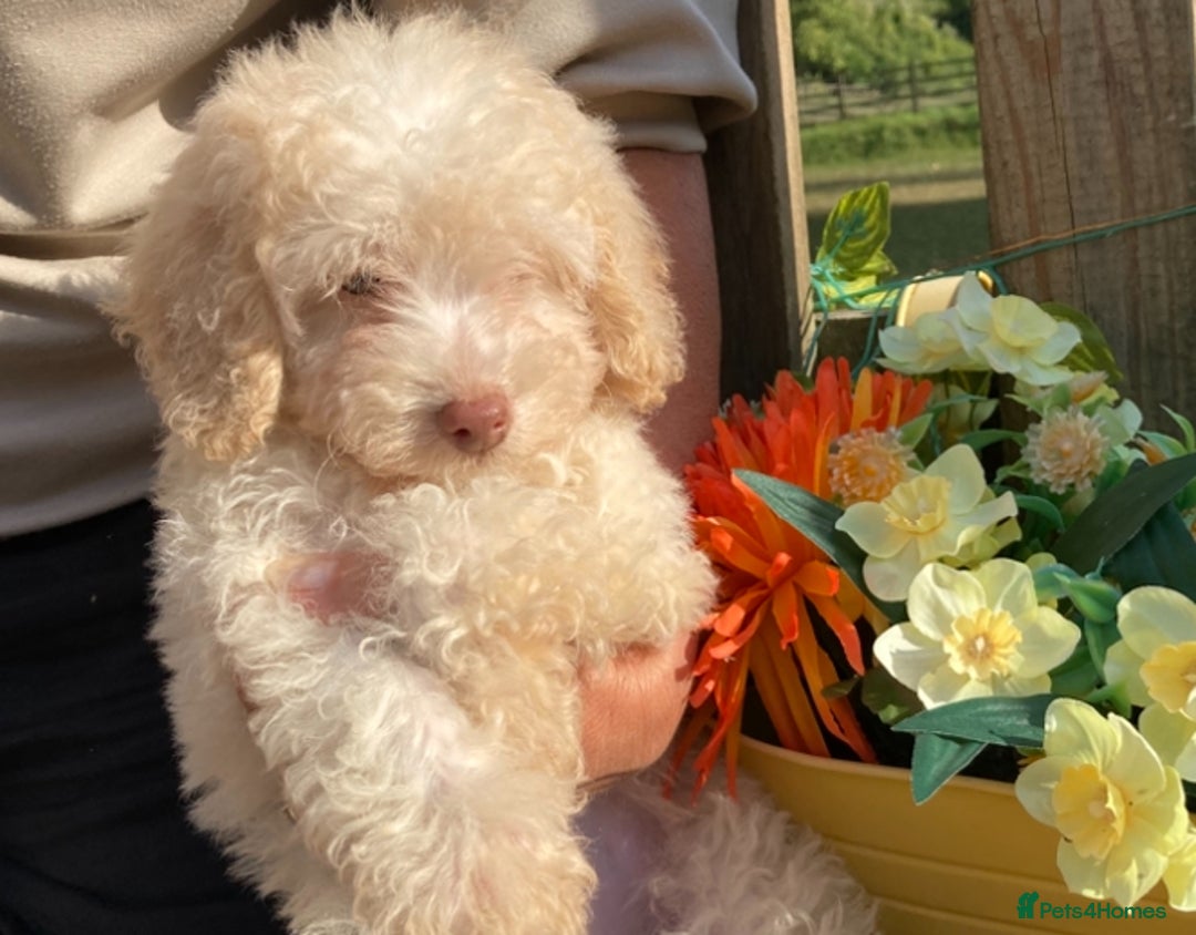 Cavapoo dogs for sale: One Cavapoo x poodle girl ready to go!!! - Image 22