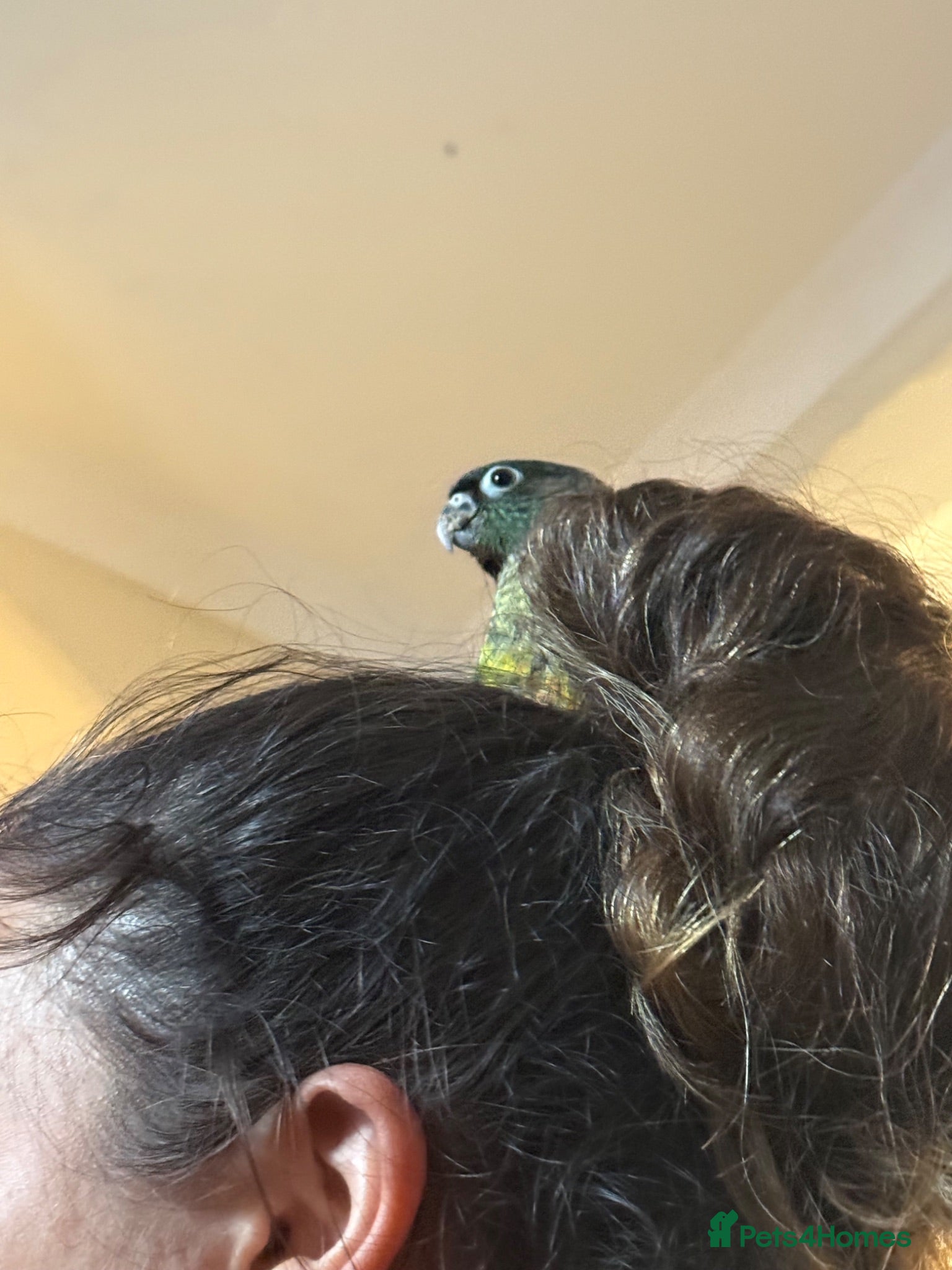 Conures birds Silly hand tame Green cheek conure 12 weeks old   - Advert 1