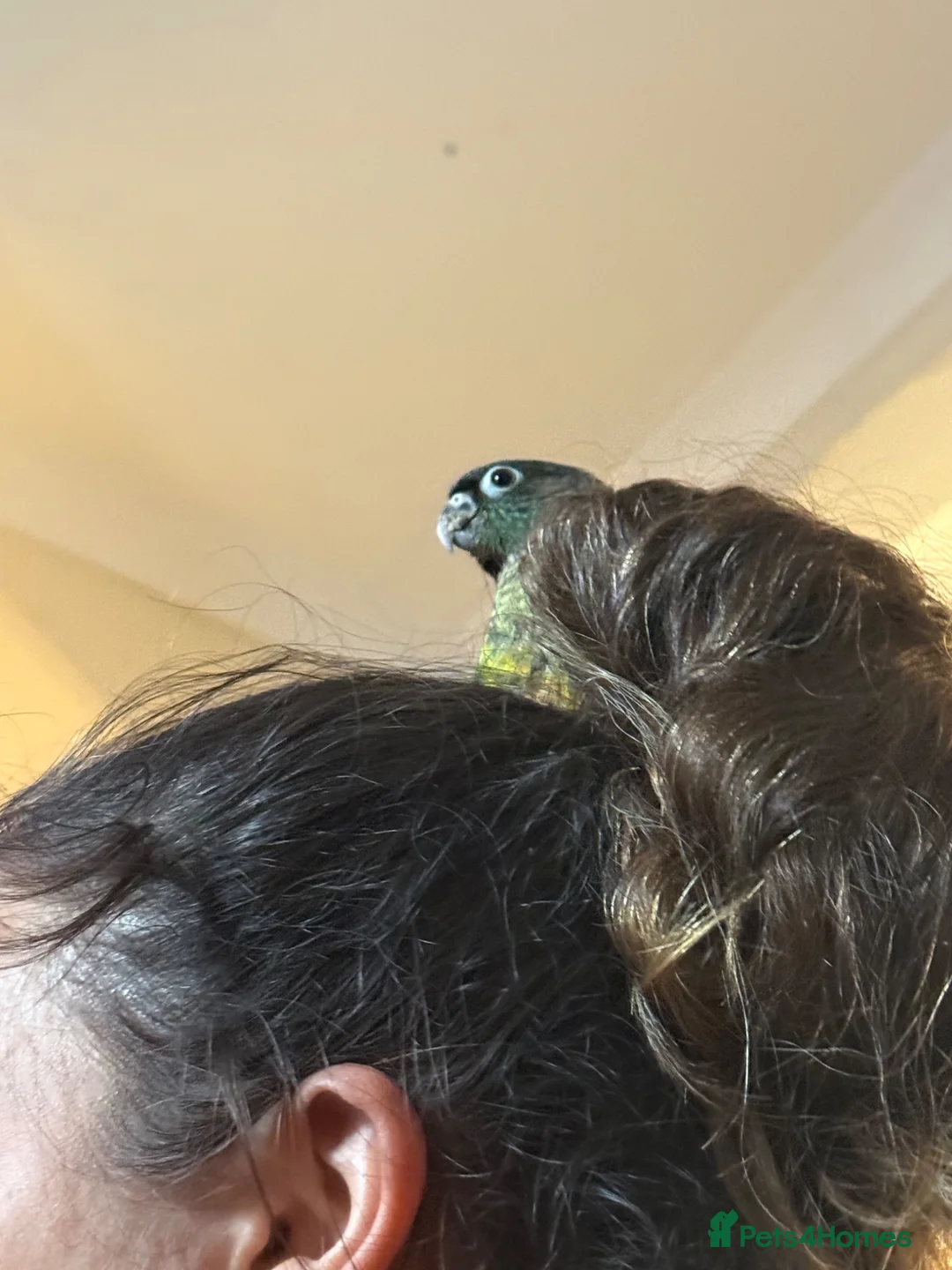 Conures birds for sale: Silly hand tame Green cheek conure 12 weeks old   in Oldbury - Advert 1