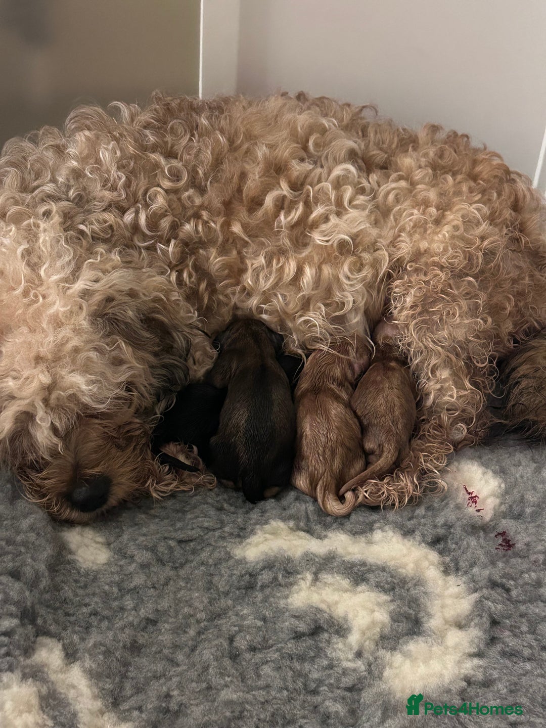 Cavapoochon dogs for sale: Cavapoochons 5 girls 2 boys - Advert 18