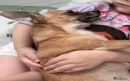 Chihuahua dogs for sale: Bagel is looking for her forever home ❤️ in Leicester - Image 6