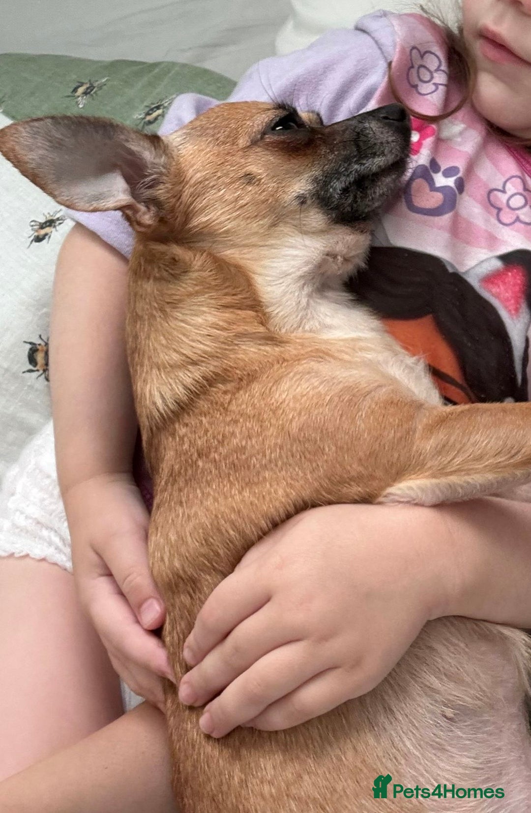 Chihuahua dogs for sale: Bagel is looking for her forever home ❤️ in Leicester - Image 6