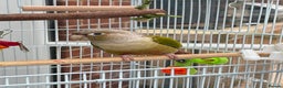 Conures birds for sale: Green cheeked conure  - Advert 2