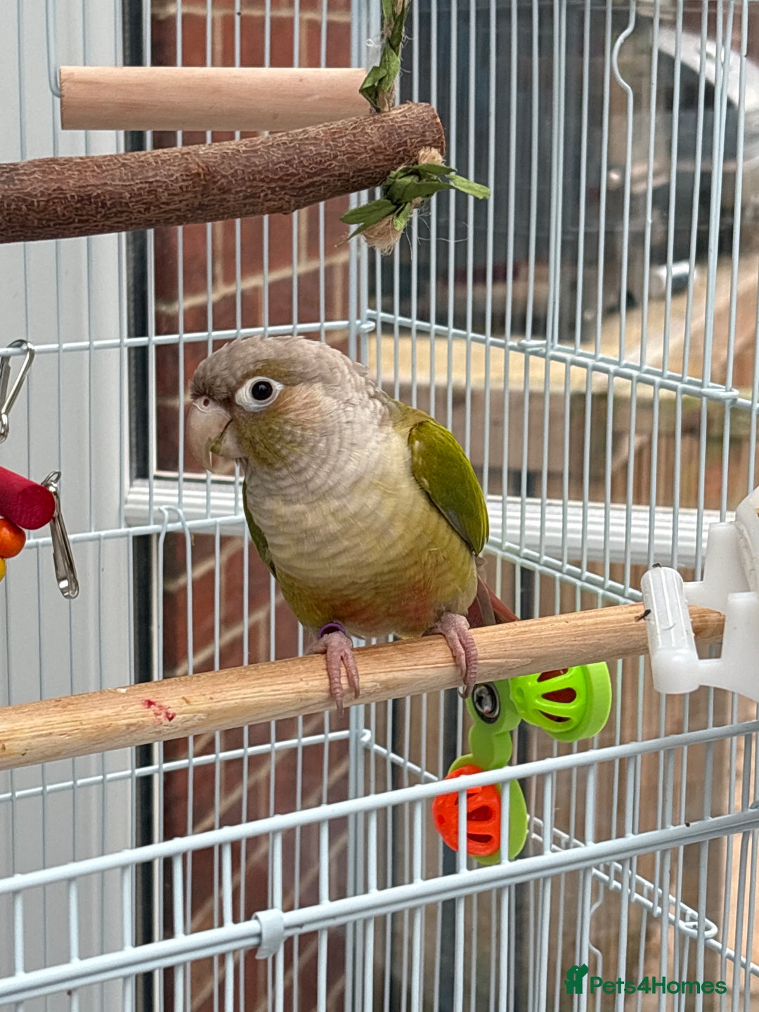 Conures birds for sale: Green cheeked conure  - Advert 2