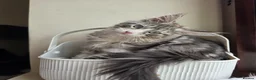Maine Coon cats for sale: Maine coon Blue eyes + Long Hair - Advert 3