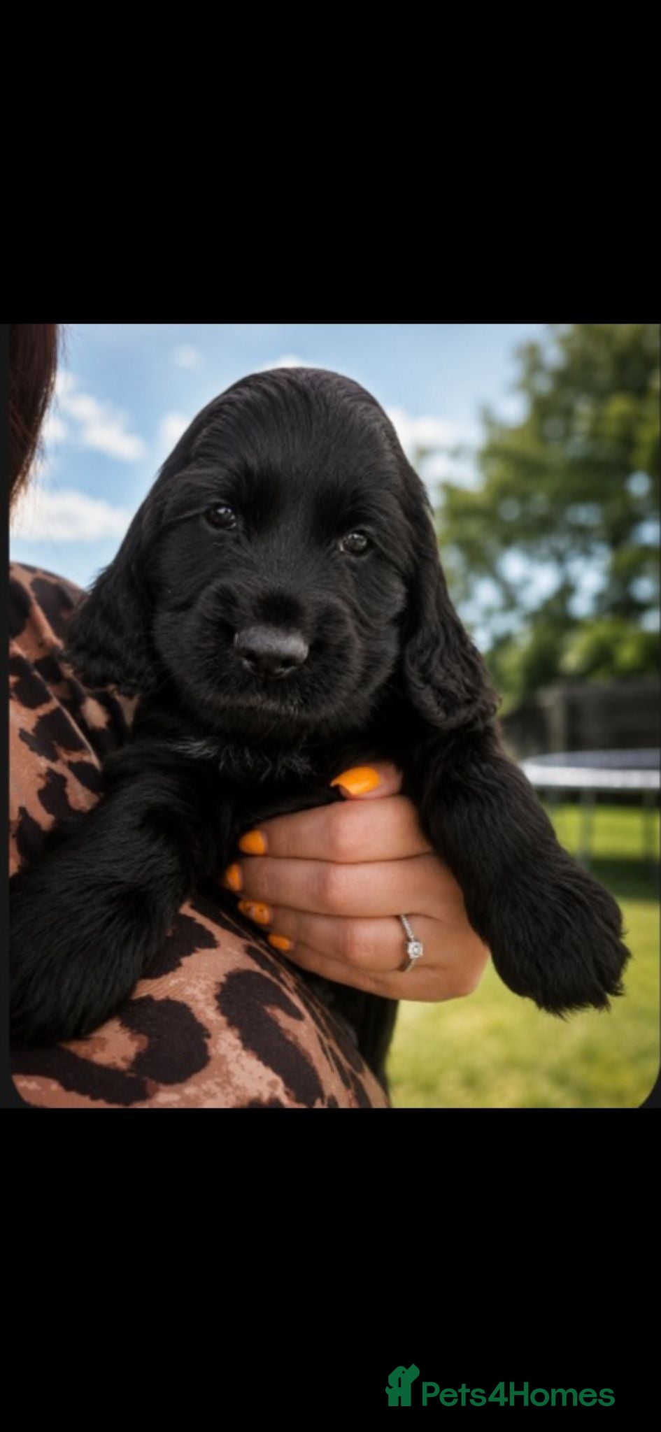 Cocker Spaniel dogs Show cocker pups 2 boys left  - Advert 2