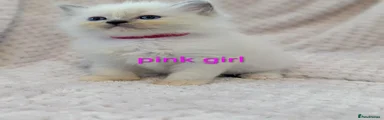 Ragdoll 3