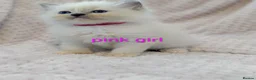 Ragdoll cats for sale: Ragdoll Kittens - Advert 5