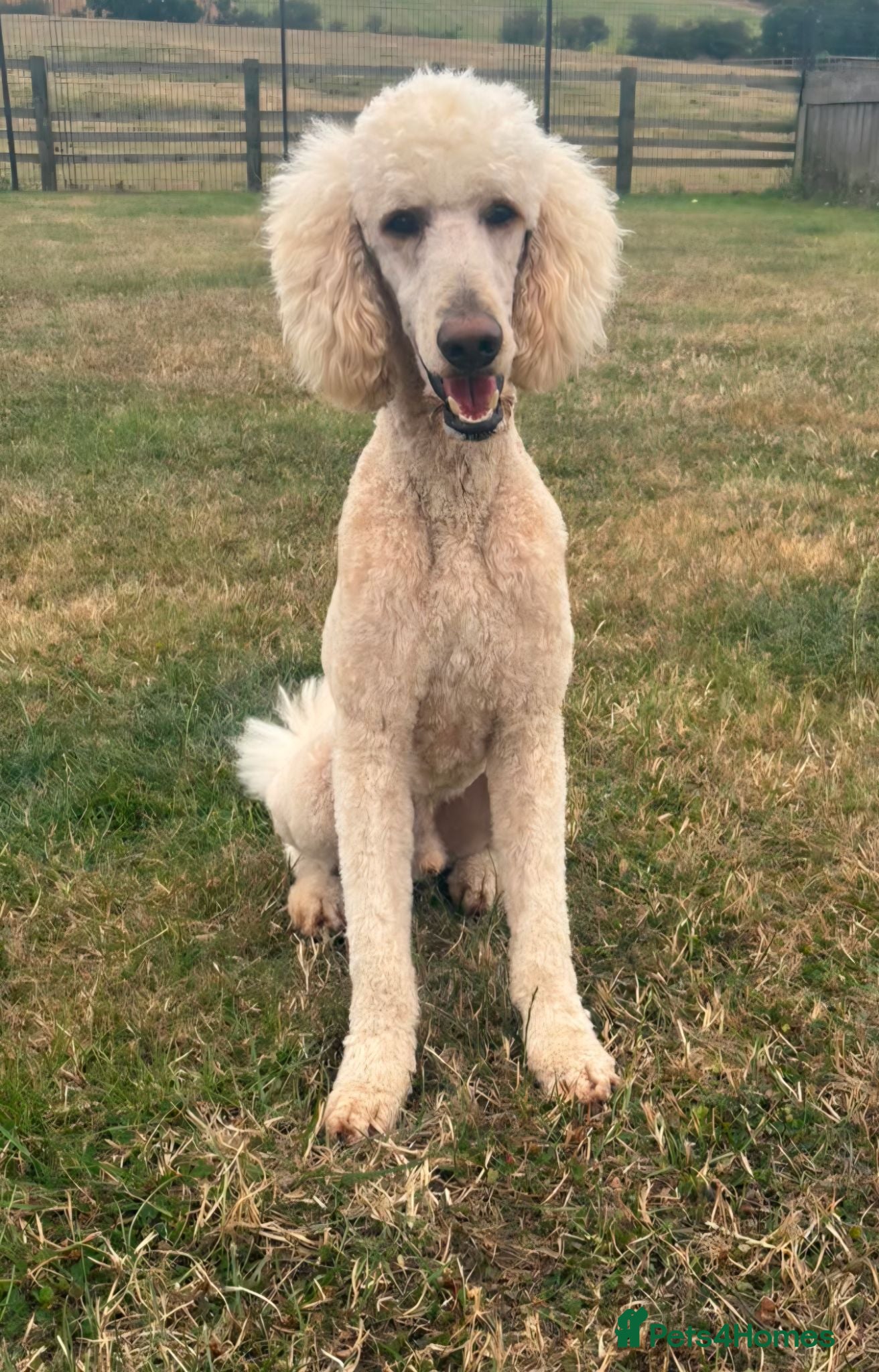 Standard Poodle dogs Kc reg standard poodle  - Advert 2