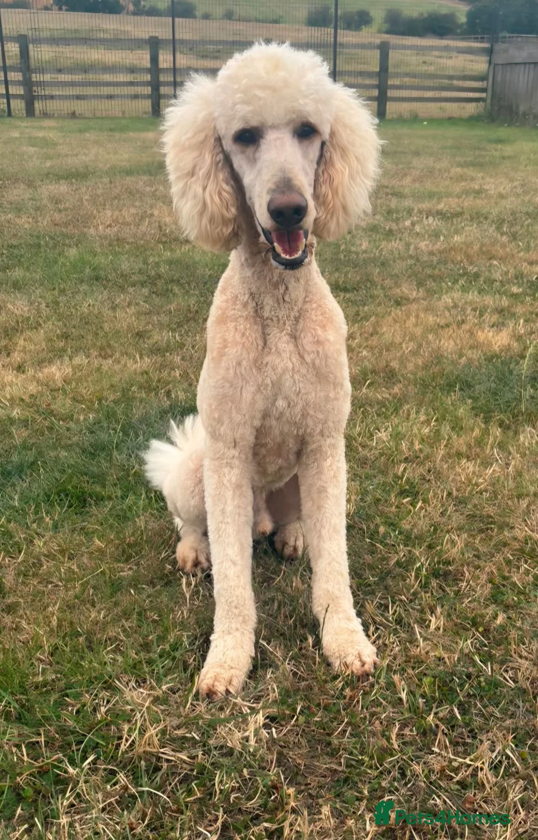 Standard Poodle dogs for sale: Kc reg standard poodle  - Advert 1