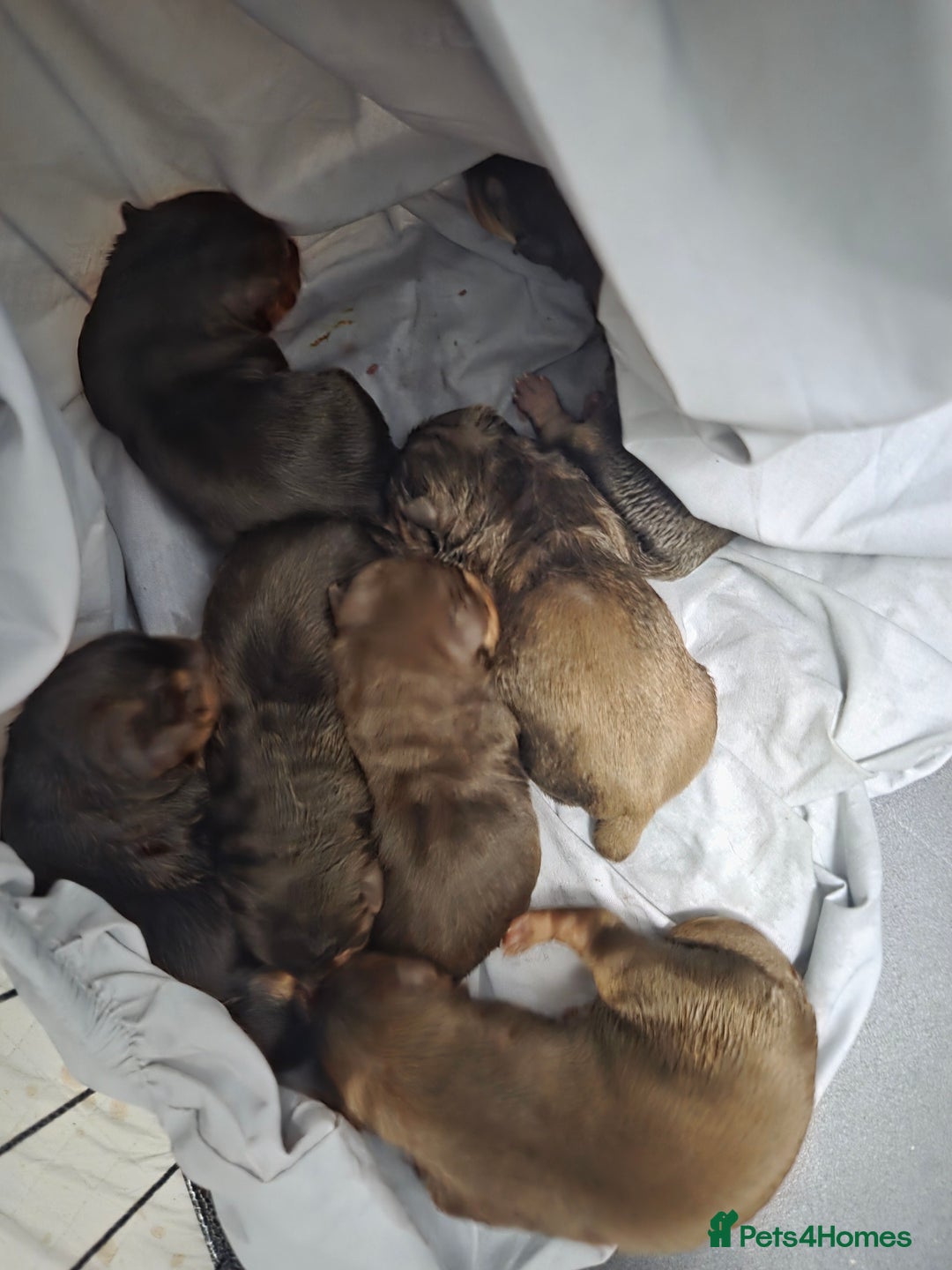 Mixed Breed dogs for sale: Doberman x sharpei - Advert 2