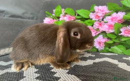 Mini Lop rabbits for sale: READY TO GO! Mini Lop Boys (2 Left) - Image 8