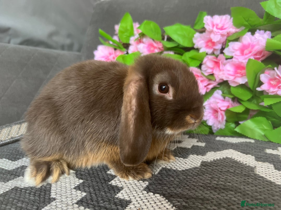 Mini Lop rabbits for sale: READY TO GO! Mini Lop Boys (2 Left) - Image 8