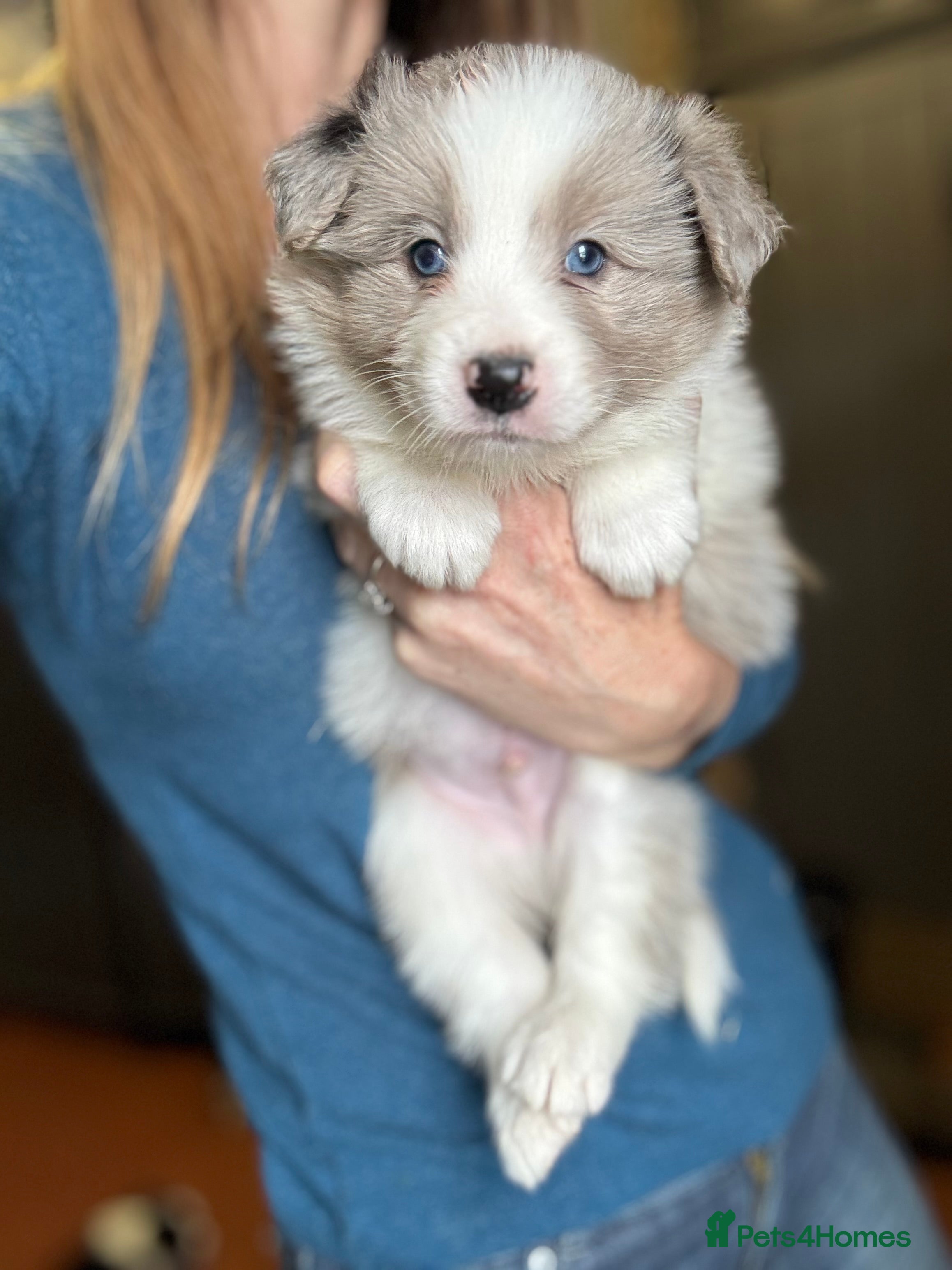 Border Collie dogs Border Collie (KC reg Pending) Puppies For Sale - Advert 9