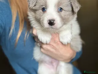 Border Collie dogs Border Collie (KC reg Pending) Puppies For Sale - Advert 9