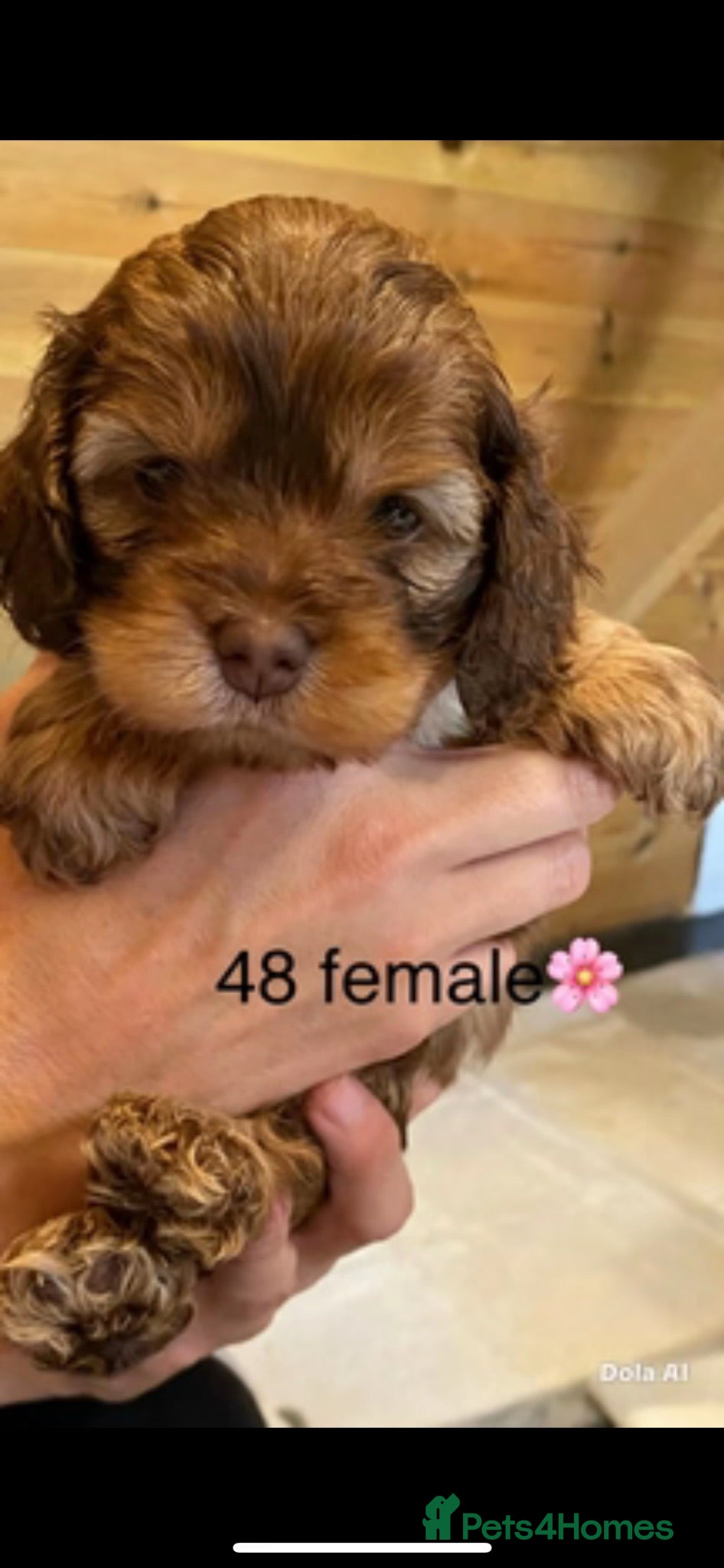 Cockapoo dogs Yankee Doodle  - Advert 14