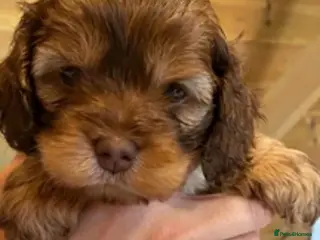Cockapoo dogs Yankee Doodle - Advert 14