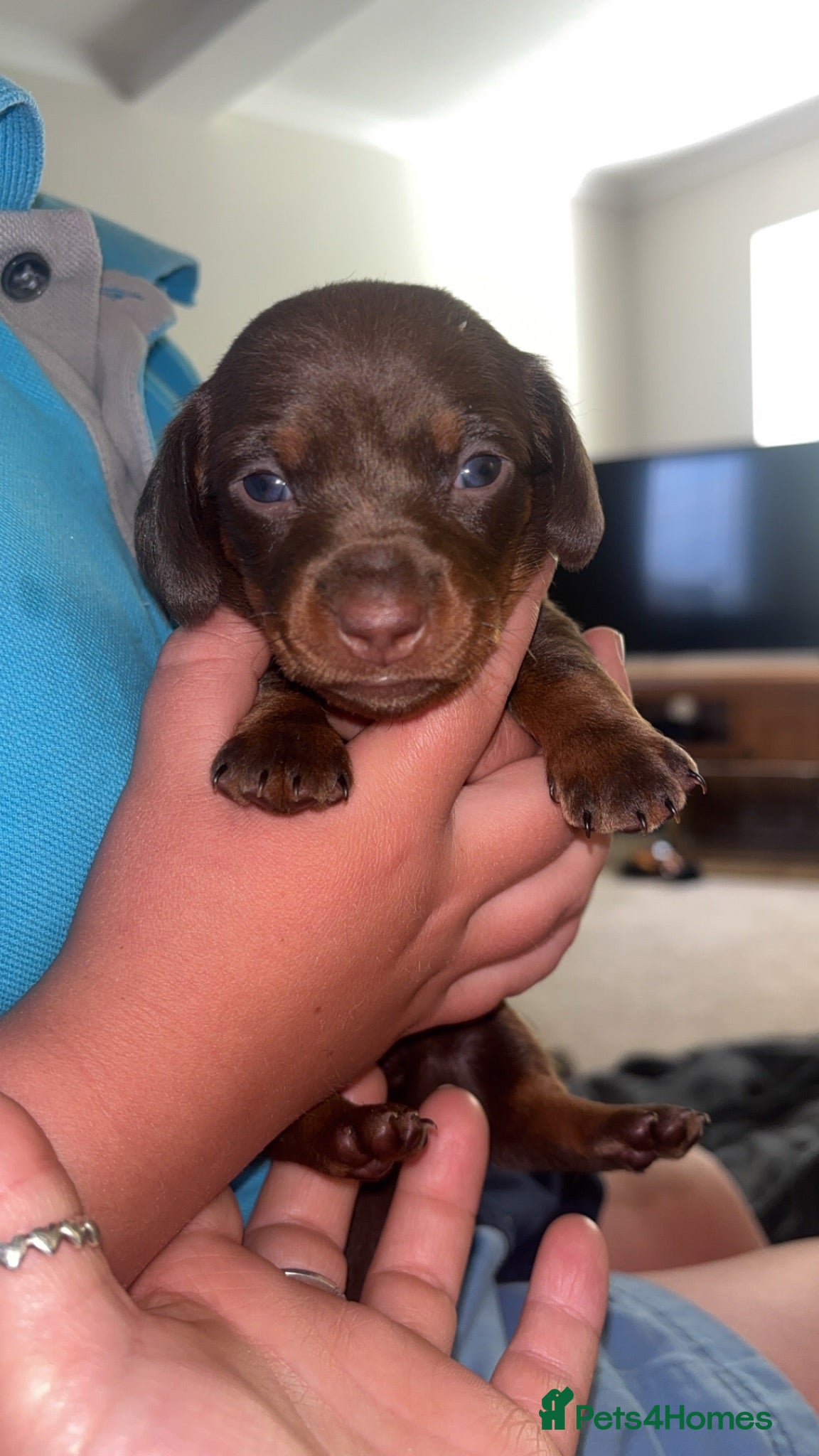 Miniature Dachshund dogs Miniature Dachshund KC Puppies – 5 Girls & 2 Boys - Advert 18