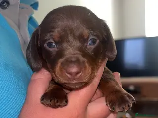 Miniature Dachshund dogs Miniature Dachshund KC Puppies – 5 Girls & 2 Boys - Advert 18