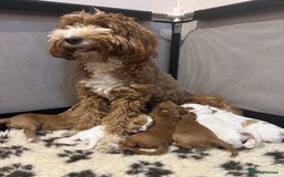 Australian Labradoodle dogs for sale: Pure Multigen Australian Labradoodle Puppies - Image 36