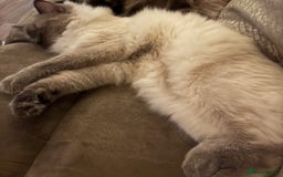 Ragdoll cats for sale: Ragdoll cross kittens - Image 9