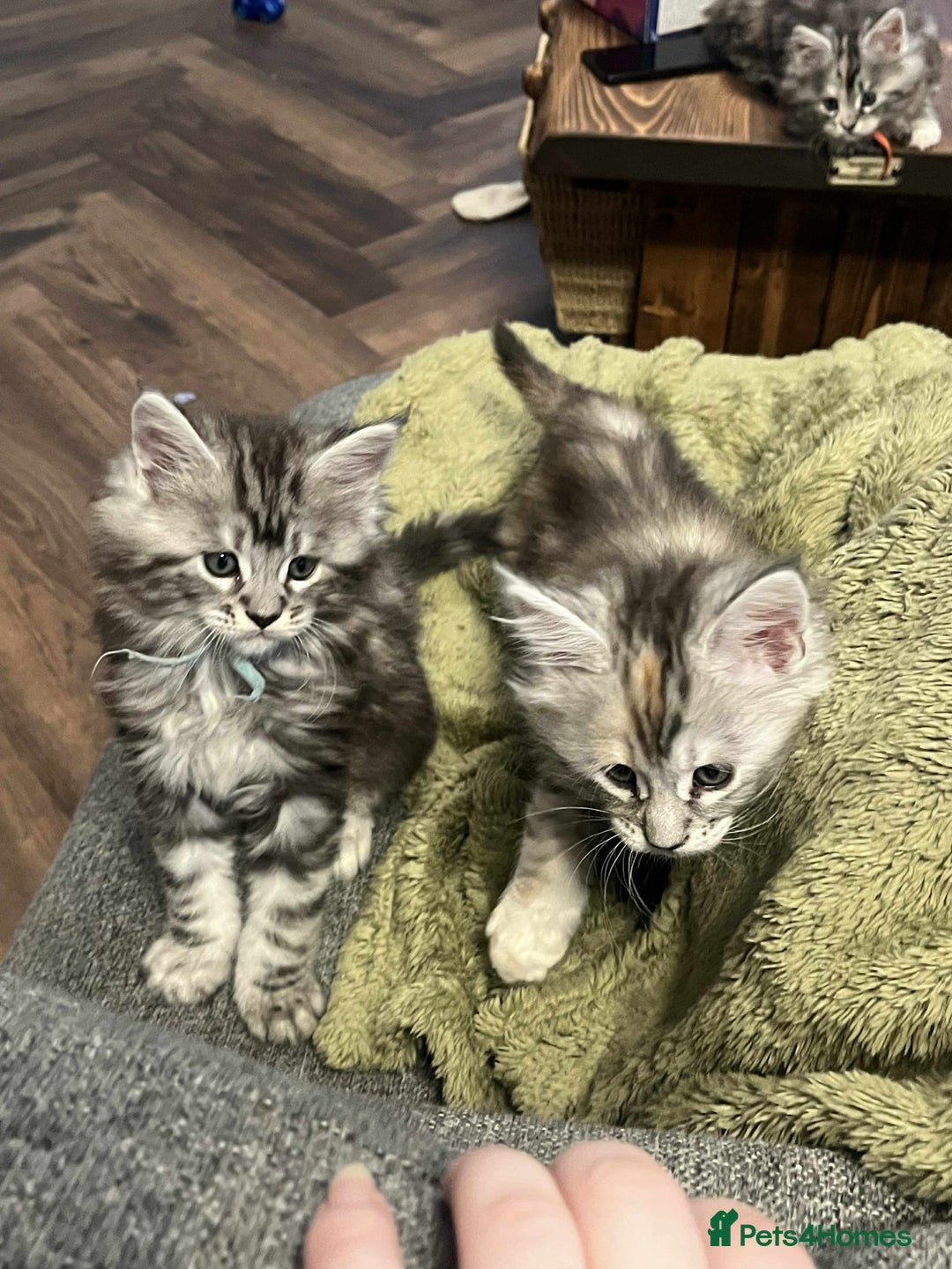 Maine Coon cats for sale: Pure Maine Coon Kittens - Advert 1