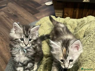 Maine Coon cats Pure Maine Coon Kittens - Advert 15