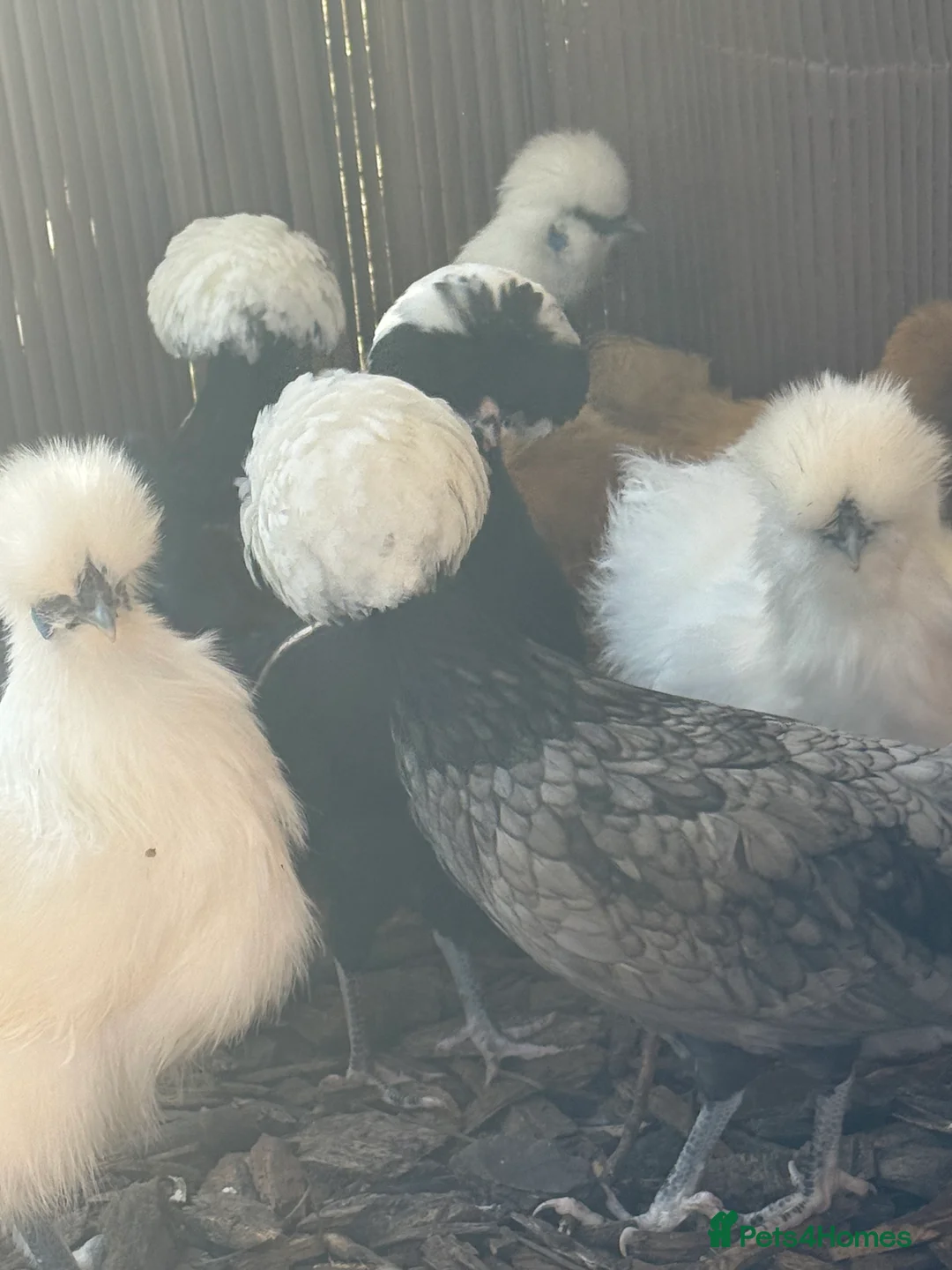 Chickens poultry for sale: Polish point of lay hens black and blue  - Advert 2