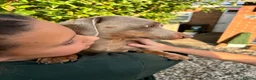 Miniature Dachshund dogs for sale: KC Miniature Black Tan Dachshund  in Bedford - Advert 7