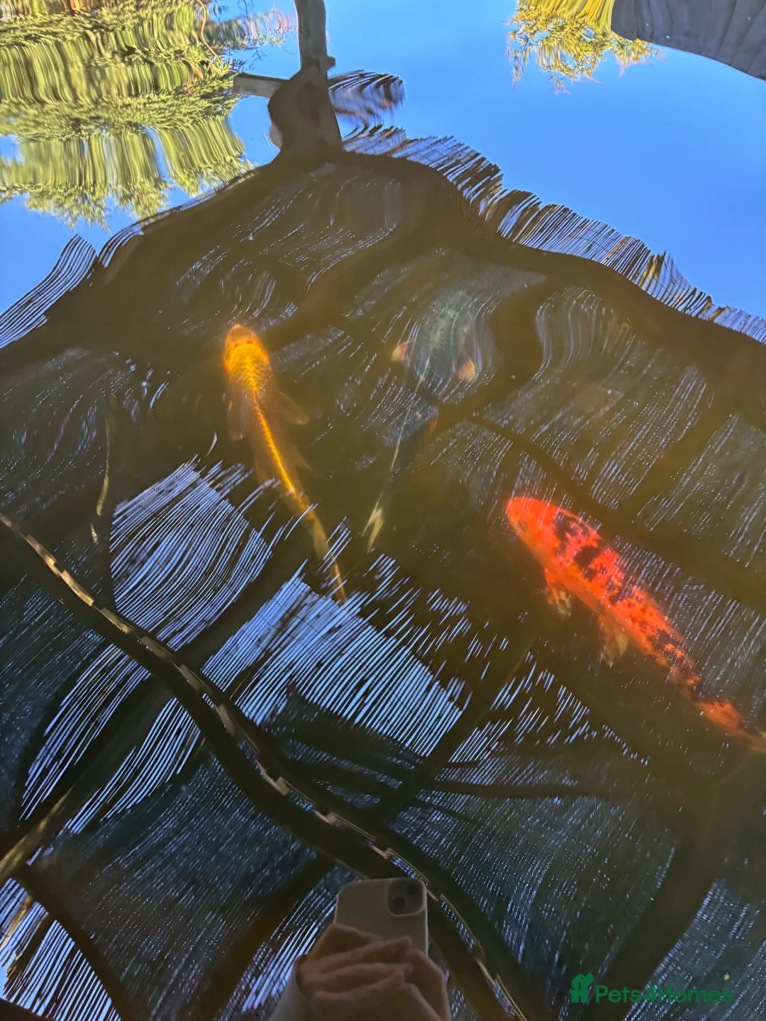 Koi Carp fish for sale: 5 koi for sale in Sandy - Advert 5