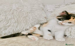 Mixed Breed cats for sale: Ragdoll X Maine Coon Kittens - Image 1