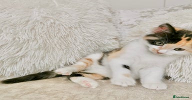 Mixed Breed cats - Advert 6